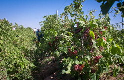 وجود بیش از ۲۲ هزار هکتار باغ انگور در تاکستان  محصولات به بازارهای جهانی معرفی نشده‌اند