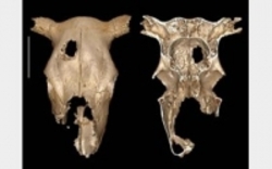 جراحی 5000 ساله روی جمجمه گاو برای تمرین درمان بیماری مغزی