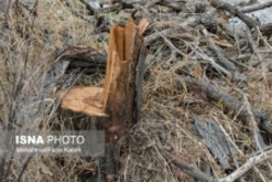 قطع درختان در دربند کلج قزوین