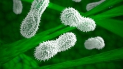 میکروب‌های بینی کودکان، سرنخ تشخیص عفونت‌های ریوی