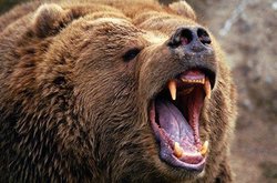 حمله خرس به چوپان 38 ساله «فارسانی»