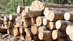 کشف 8 تن چوب جنگلی قاچاق در «رودسر»