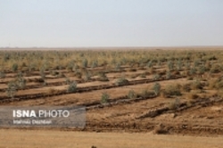 نهال‌های کشت‌شده در کانون‌های ریزگرد خوزستان تشنه آب هستند