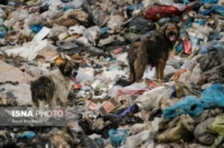 مرگ سالانه 100 هزار حیوان در اثر تغذیه پلاستیک