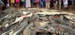 کشتار ۳۰۰ کروکودیل به دست مردم محلیِ اندونزی
