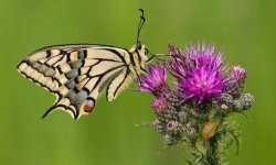 افزایش سطح دریا تهدید جدی برای گونه‌ای پروانه در انگلیس