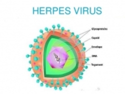  هرپس ویروس  عامل اختلال دو قطبی و افسردگی