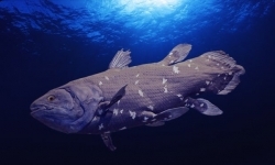 خطر انقراضِ کمیاب‌ترین ماهی جهان به دلیل حفاری نفتی