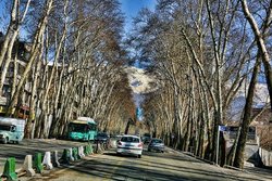 شناسنامه‌دار شدن بیش از یک میلیون درخت در تهران با روش تگ‌گذاری الکترومغناطیسی