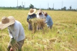 درخواست نمایندگان برای امهال وام‌های کشاورزان تا پایان سال