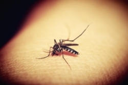 ترکیبات جدید برای مقابله با شیوع مالاریا