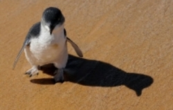 کشف لاشه ۵۸ پنگوئن در ساحل جزیره تاسمانی