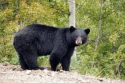شناسایی ‌۳۰ قلاده خرس سیاه در بشاگرد