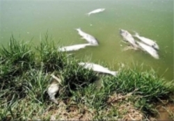 مرگ 6000 ماهی دریاچه سد ارس با مکش توربین!