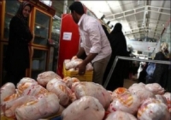 بازار مرغ همچنان راکد است  قیمت هر کیلو مرغ 9800 تومان
