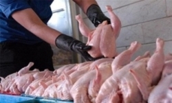 افزایش ۲ هزار تومانی قیمت مرغ  کاهش عرضه عامل گرانی