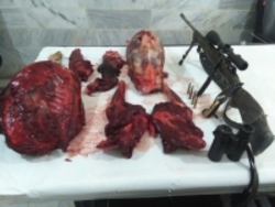 بازداشت شکارچیان قوچ تکه شده در مجن شاهرود