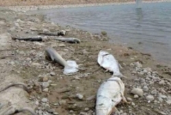 هزاران ماهی‌  زرینه‌رود  مُردند!