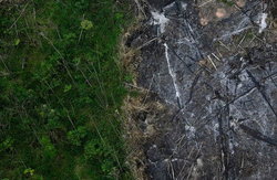 اثرات سوء تغییرات اقلیمی بر جنگل‌های آمازون