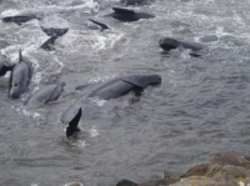 مرگ گروهیِ ۱۴۵ نهنگ پایلوت در یکی از جزایر نیوزیلند