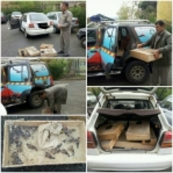 بازداشت شکارچیان پرنده در البرز