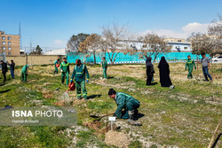 کاشت ۵۶۰ هزار اصله درخت در شهر تهران  ۵۳۰ نقطه با گل فرش می‌شود