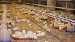 مرغ ارزان شد  نرخ هر کیلو مرغ ۱۱ هزار و ۵۰۰ تومان