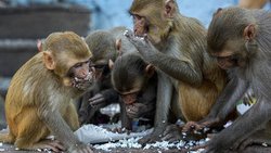 میمون‌ها در هند نمونه‌ خون بیماران مبتلا به کووید-۱۹ را دزدیدند