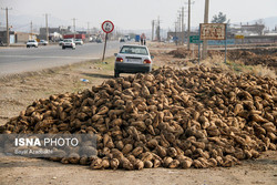 تاکید نماینده کنگاور بر حل مشکل کشاورزان چغندرکار