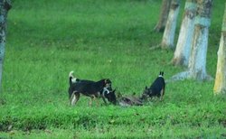 خطر سگ‌ها برای حیات‌وحشِ بومیِ هند