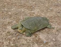 ابلاغ برنامه حفاظت از لاک‌پشت فراتی به خوزستان