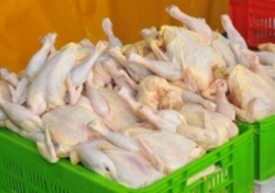 چاره کاهش قیمت مرغ افزایش تولید است/ مبنای قانونی ما قیمت اعلامی سازمان حمایت است