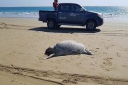 برنامه اقدام ملی حفاظت لاک پشتهای دریایی تدوین می‌شود