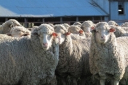 ادعای نوروزی درباره صادرات گوسفند به کشورهای حاشیه خلیج فارس
