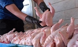 افزایش مجدد قیمت مرغ  کاهش عرضه عامل گرانی