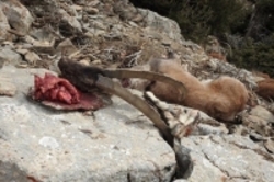 درگیری محیط بانان فیروزکوه با شکارچیان غیرمجاز ۴ شکارچی گریختند
