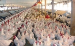 خرید و فروش مرغ زنده بیش از ۸۷۰۰ تومان ممنوع شد