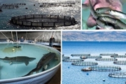 موانع«پرورش ماهی در قفس»در خوزستان موافقان و مخالفان چه می‌گویند؟