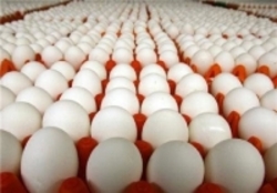 عرضه تخم مرغ ۱۱۰۰ تومان زیر نرخ تمام شده دولت صادرات را آزاد کند