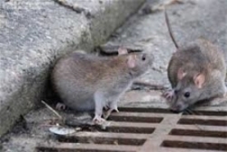 پاتک شرکت ساماندهی مشاغل شهر تهران به موش‌ها