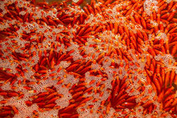۷ نکته محیط زیستی درباره ماهی‌ قرمز چینی