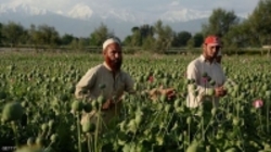 کشت خشخاش چرا در افغانستان کاهش یافت؟