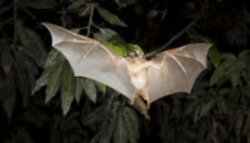تهدید برای تنوع زیستی ایران به خفاش ها رسید