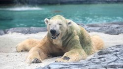 مرگ تنها  خرس قطبی گرمسیری  در جهان