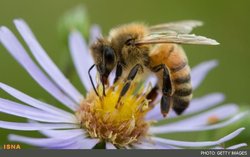 برنامه قاطع اتحادیه اروپا برای حفظ زنبورها