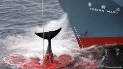 تکرار فاجعه کشتار نهنگ‌ها به دست صیادان ژاپنی