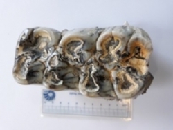 کشف و جمع آوری دو قطعه فسیل دندان در استان اردبیل