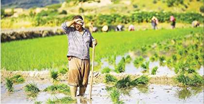 پای شالیکاران در گِل مانده است