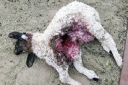 حمله یک قلاده حیوان وحشی به گوسفندان مهریز