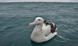 نیوزیلند، آلوده‌ترین زیستگاهِ پرندگان دریایی در جهان